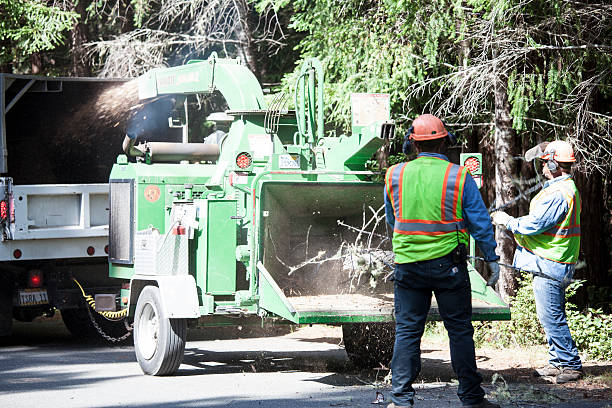 Best Root Management and Removal  in Sweetser, IN